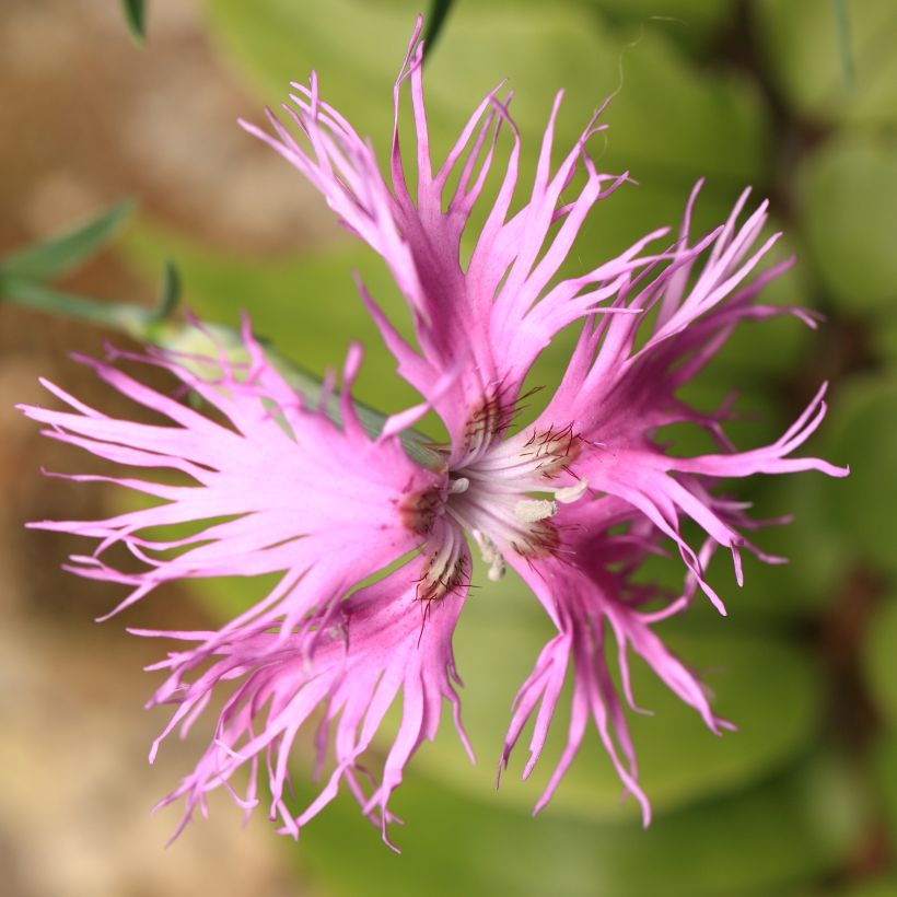 Dianthus superbus Primadonna - Garofanino frangiato (Fioritura)