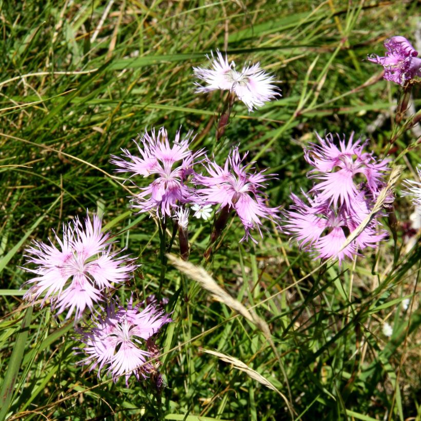 Dianthus superbus Primadonna - Garofanino frangiato (Porto)