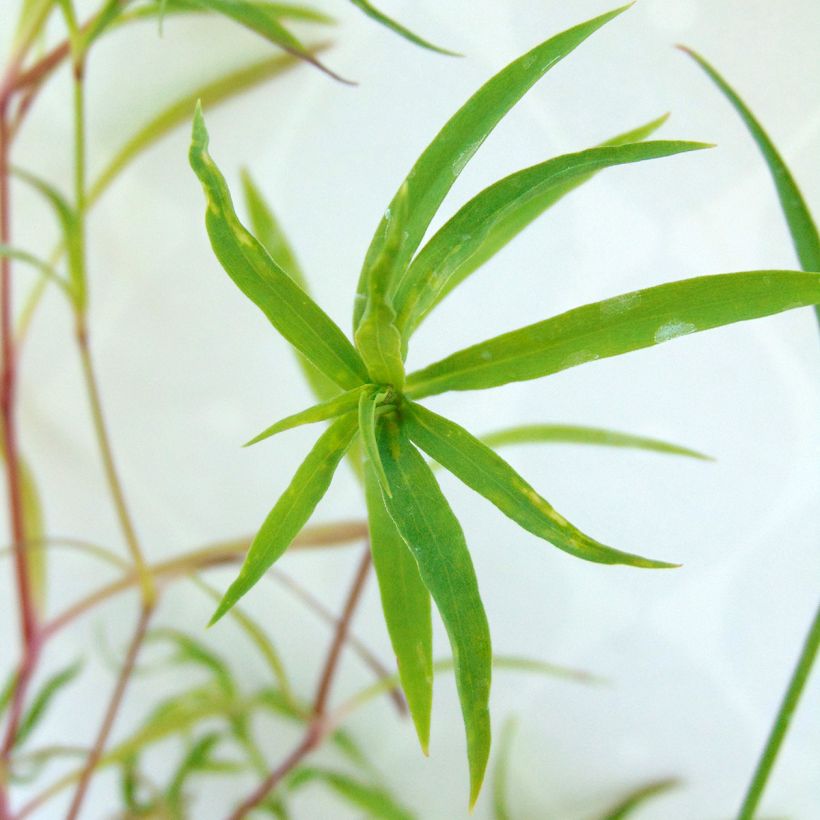 Dianthus superbus Primadonna - Garofanino frangiato (Fogliame)