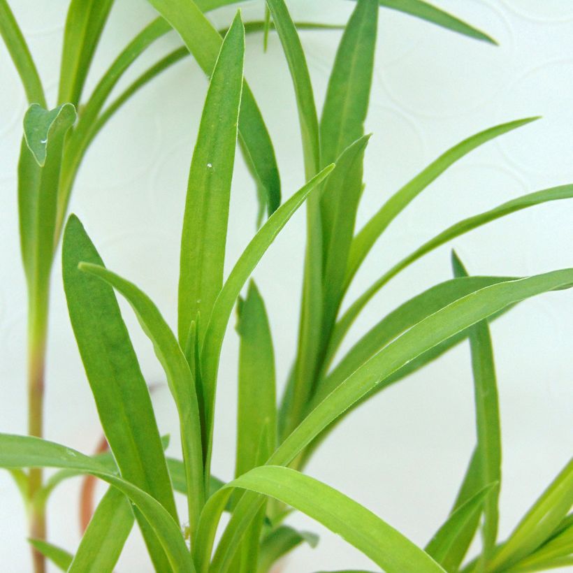 Dianthus superbus - Garofanino frangiato (Fogliame)