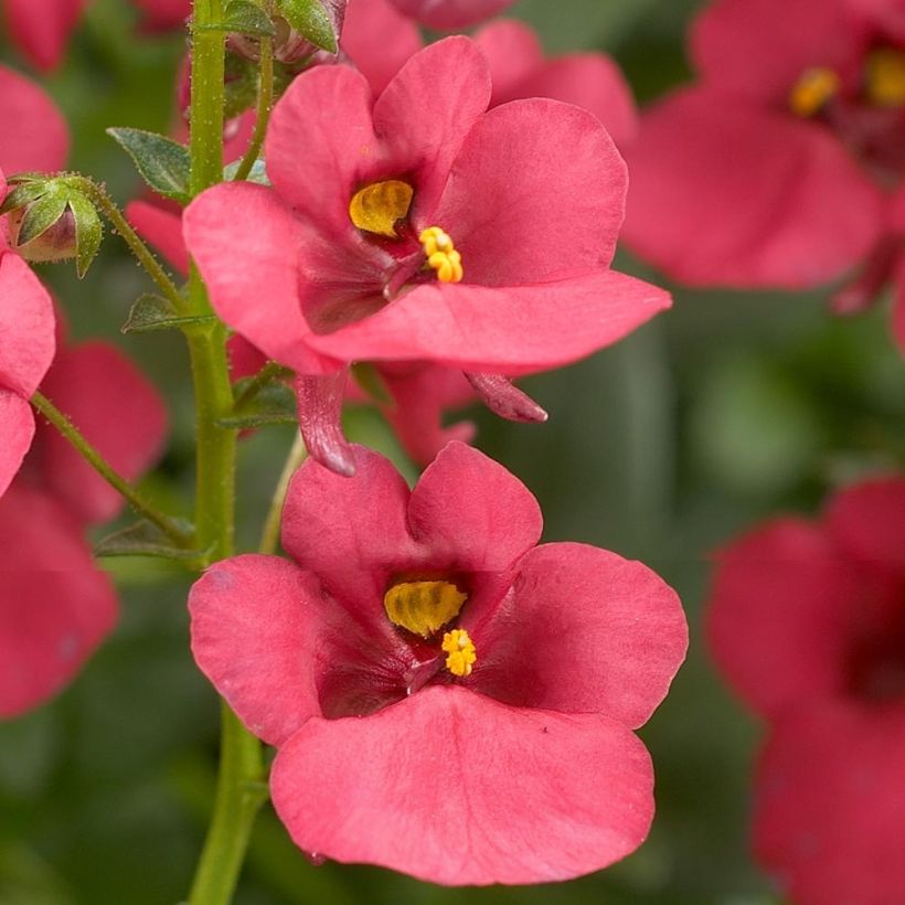 Diascia Genta Ruby (Fioritura)