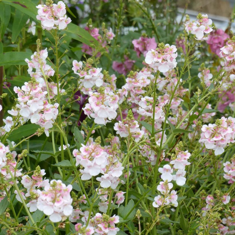 Diascia Up Rose Pink (Fioritura)