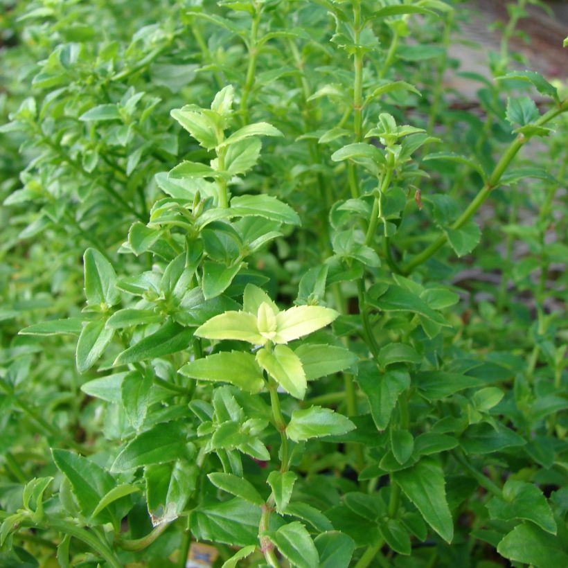 Diascia Ruby Field (Fogliame)