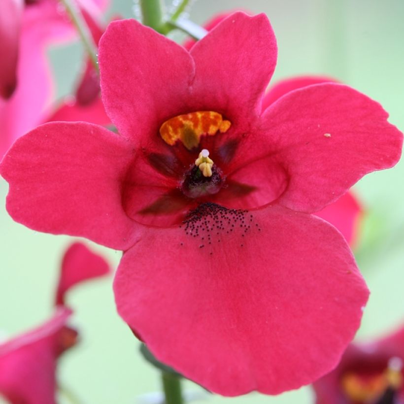 Diascia Ruby Field (Fioritura)