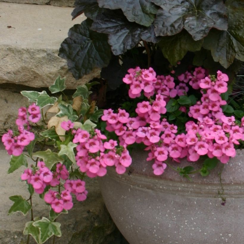 Diascia Ruby Field (Porto)