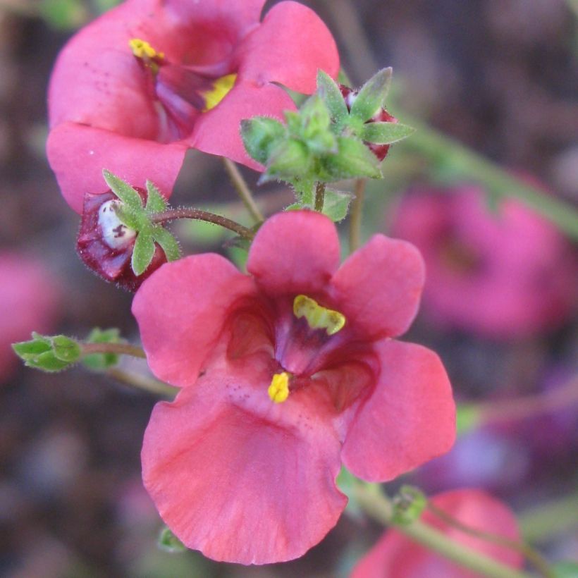 Diascia integerrima (Fioritura)