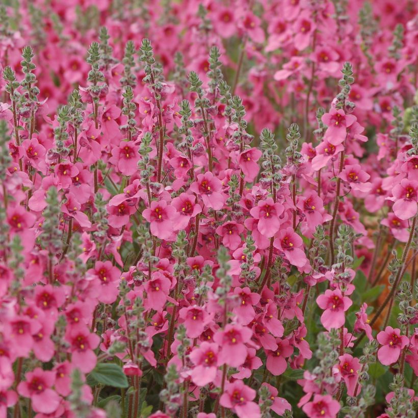 Diascia integerrima (Porto)