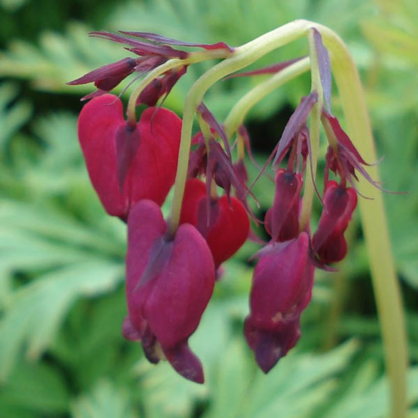 Dicentra formosa Bacchanal (Fioritura)