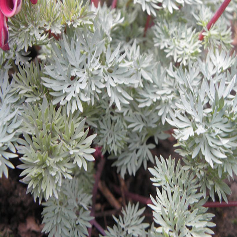 Dicentra Burning Hearts (Fogliame)