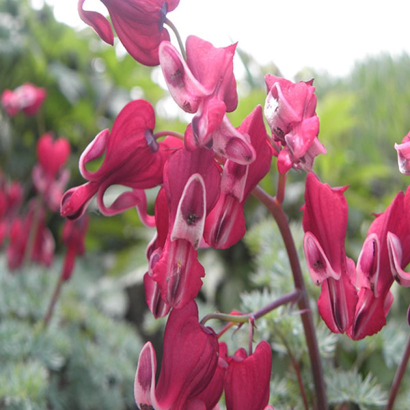 Dicentra Burning Hearts (Fioritura)