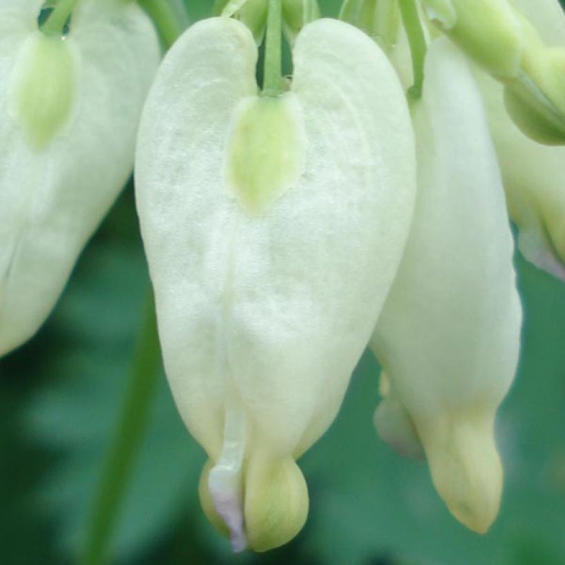 Dicentra formosa Aurora (Fioritura)