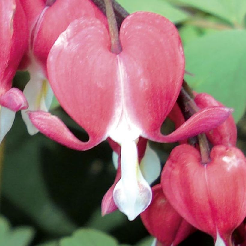 Dicentra spectabilis Valentine - Cuore di Maria (Fioritura)