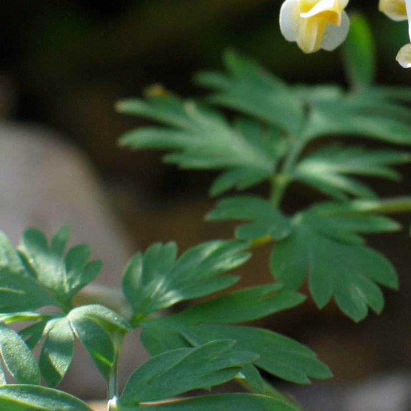 Dicentra cucullaria (Fogliame)