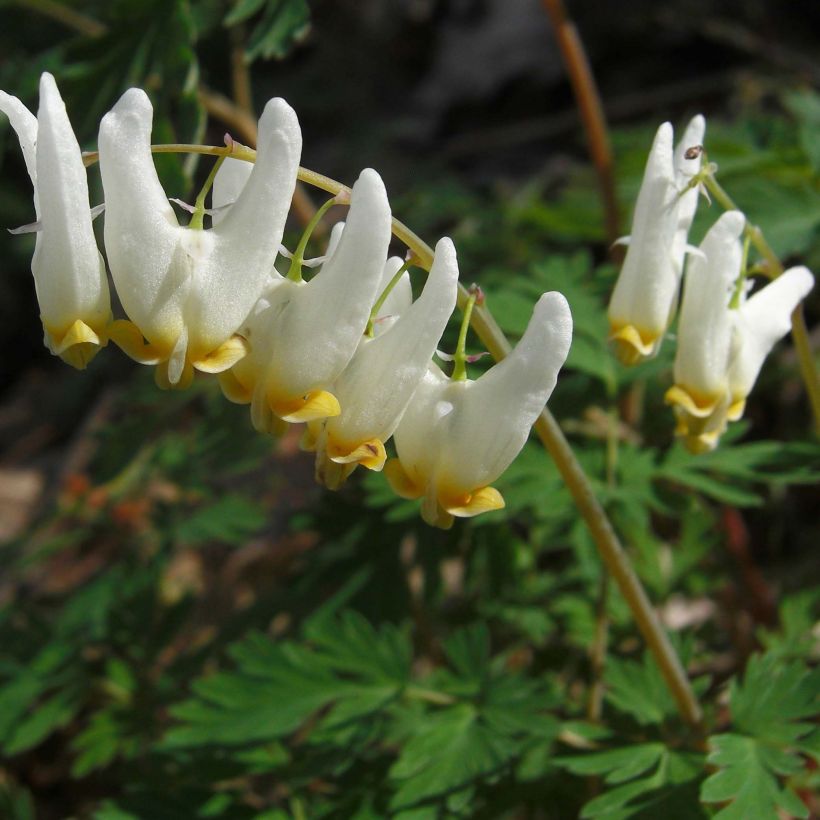 Dicentra cucullaria (Fioritura)