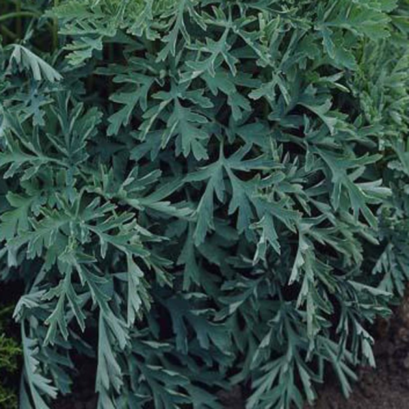 Dicentra formosa Aurora (Fogliame)