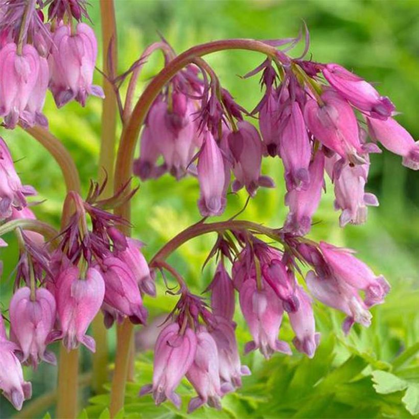 Dicentra formosa Spring Gold (Fioritura)