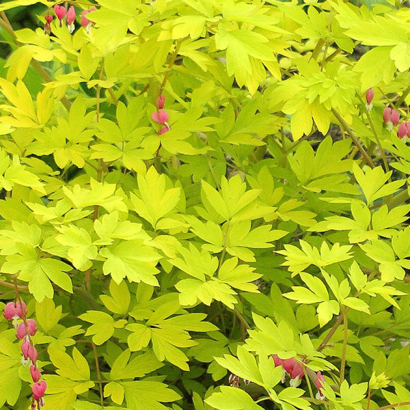 Dicentra spectabilis Goldheart - Cuore di Maria (Fogliame)