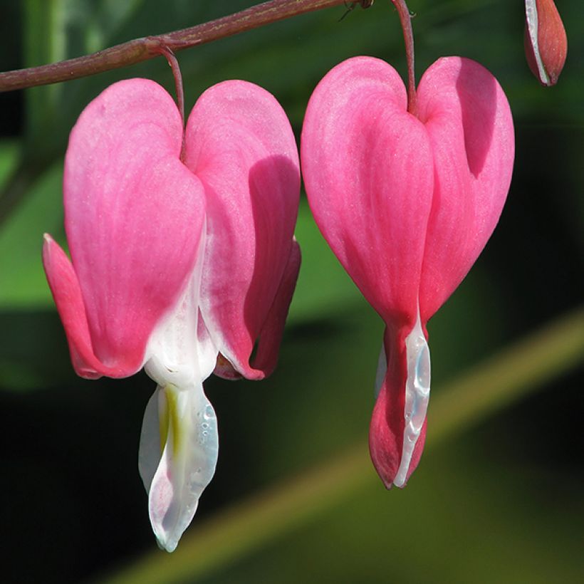 Dicentra spectabilis Goldheart - Cuore di Maria (Fioritura)