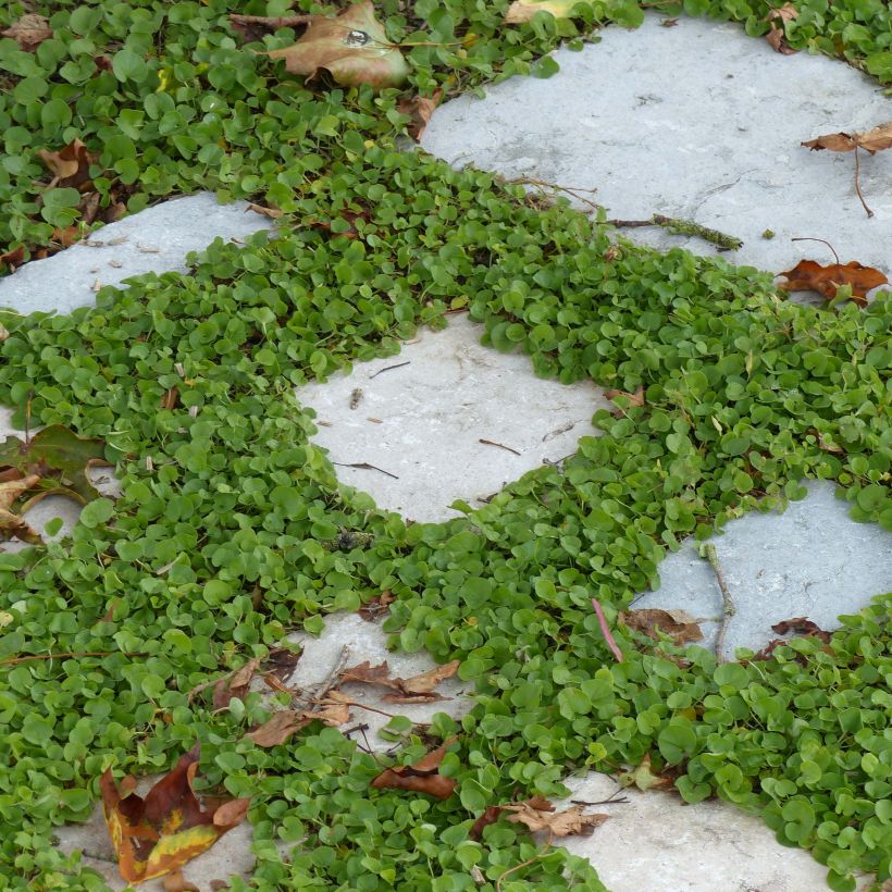 Dichondra repens (Porto)