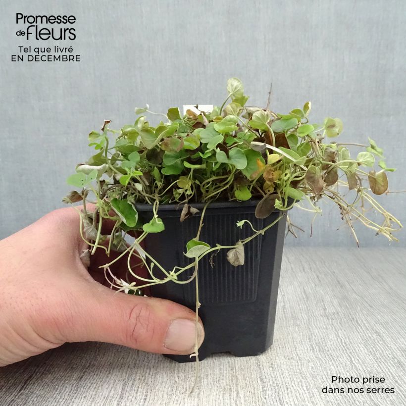 Dichondra repens - Dichondra rampant Godet de 8 cm esemplare consegnato in inverno