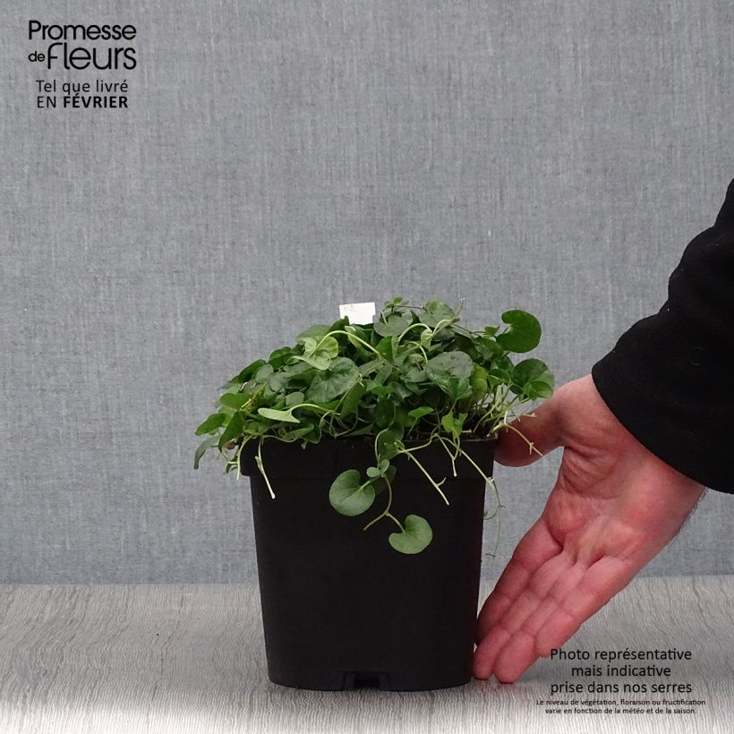 Dichondra repens - Dichondra rampant Pot de 2/3 L esemplare consegnato in inverno