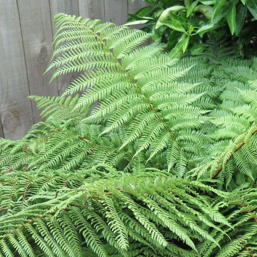 Dicksonia squarrosa - Felce arborea (Fogliame)