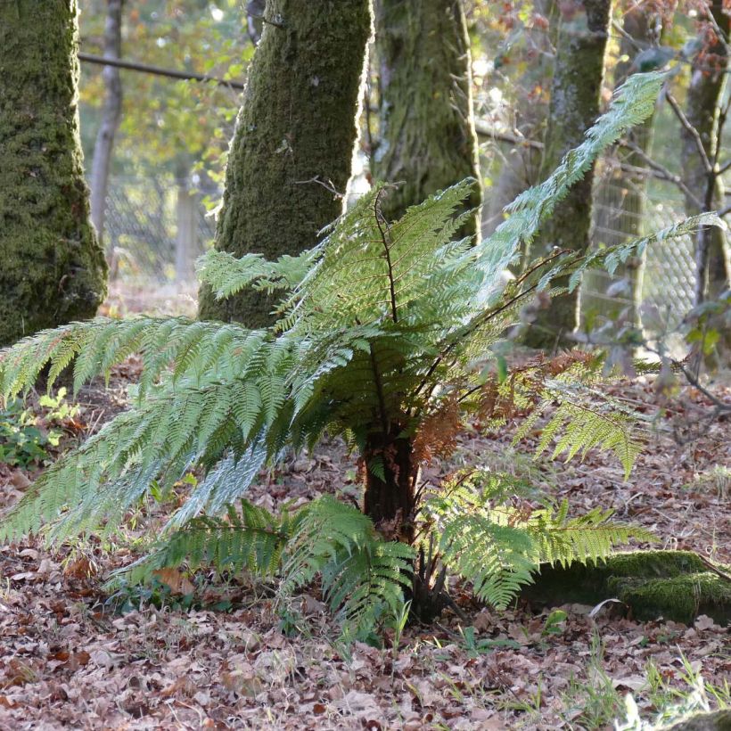 Dicksonia squarrosa - Felce arborea (Porto)