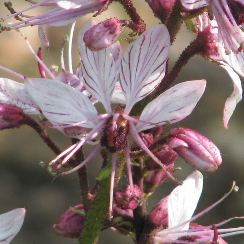 Dictamnus albus - Dittamo (Fioritura)