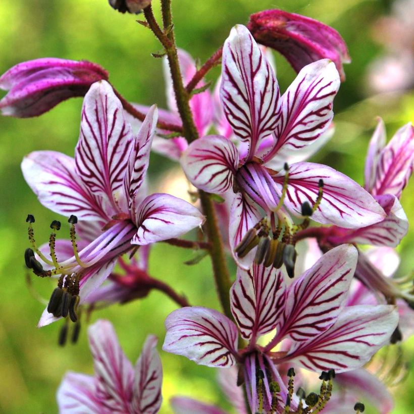 Dictamnus albus var. purpureus - Dittamo (Fioritura)