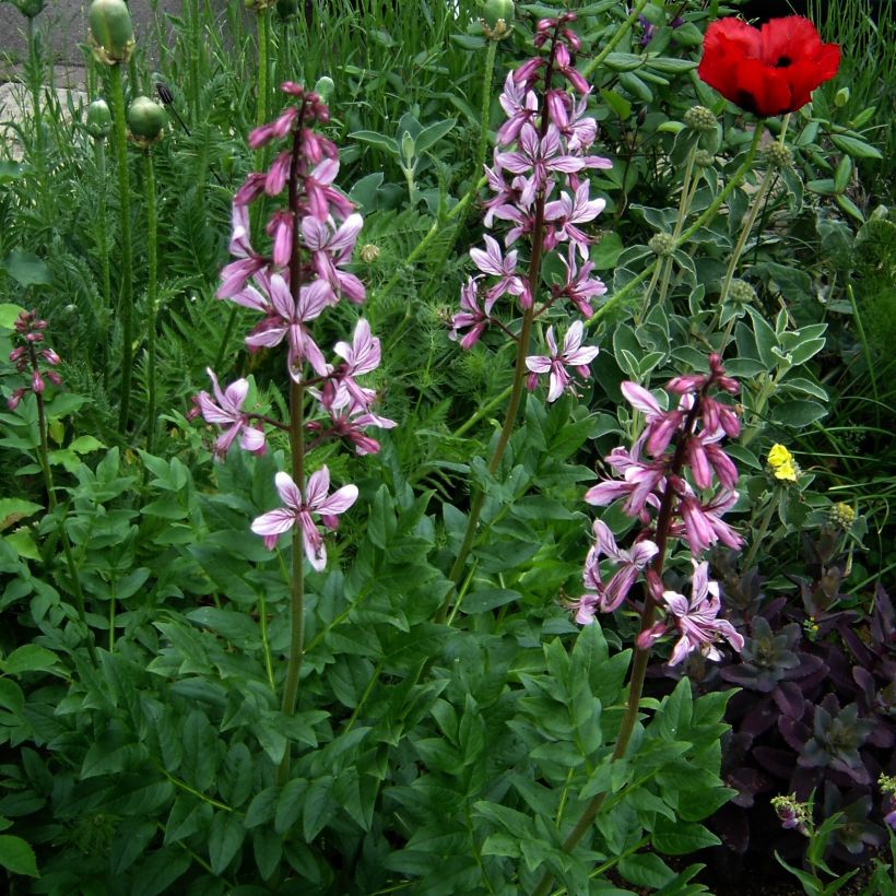 Dictamnus albus var. purpureus - Dittamo (Porto)