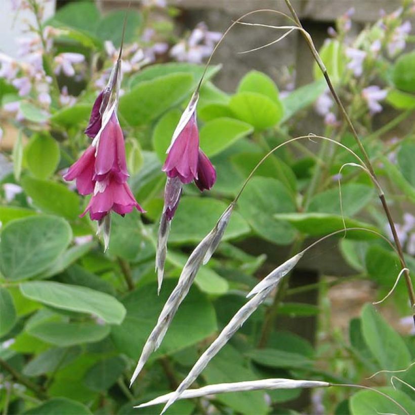 Dierama pulcherrimum Blackbird (Fioritura)