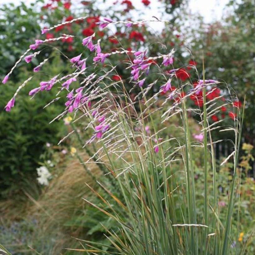 Dierama pulcherrimum (Porto)