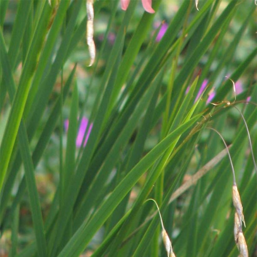 Dierama igneum (Fogliame)