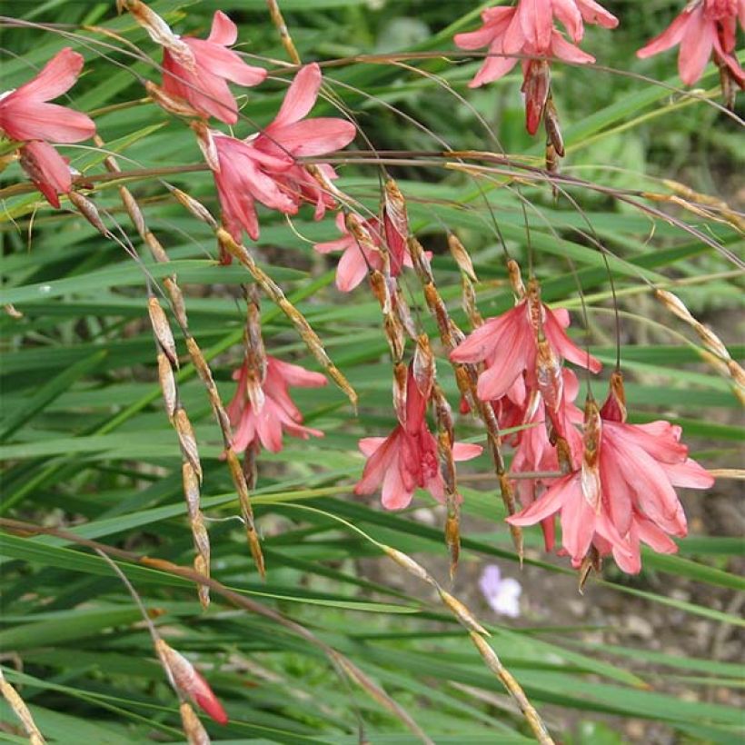 Dierama igneum (Fioritura)