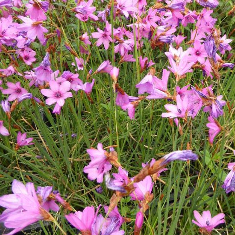 Dierama trichorhizum (Fioritura)