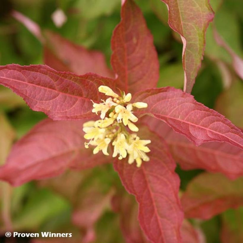 Diervilla Kodiak Red (Fioritura)