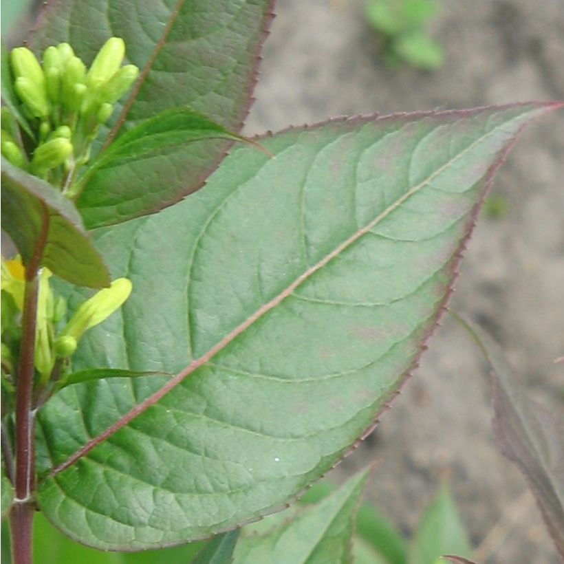 Diervilla splendens (Fogliame)