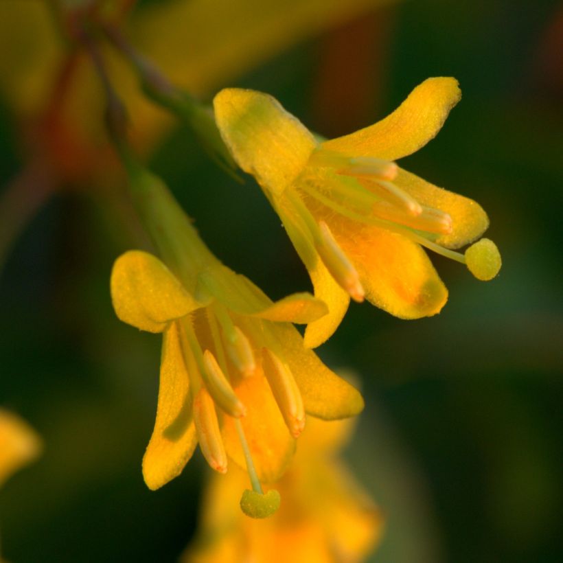 Diervilla splendens (Fioritura)