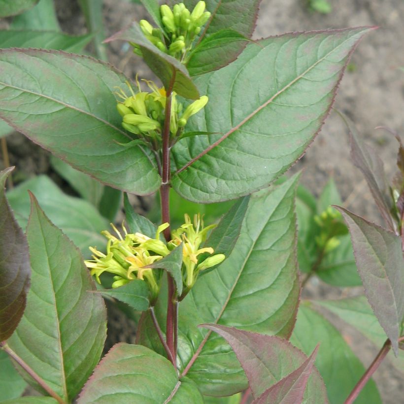 Diervilla splendens (Porto)