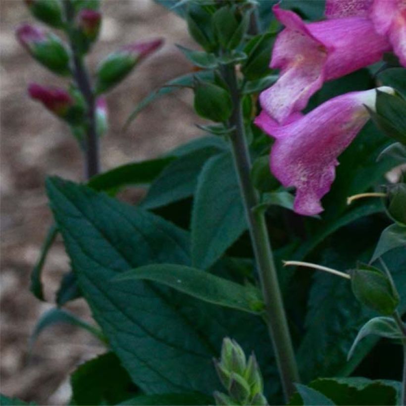 Digitalis Berry Canary - Digitale ibrido (Fogliame)