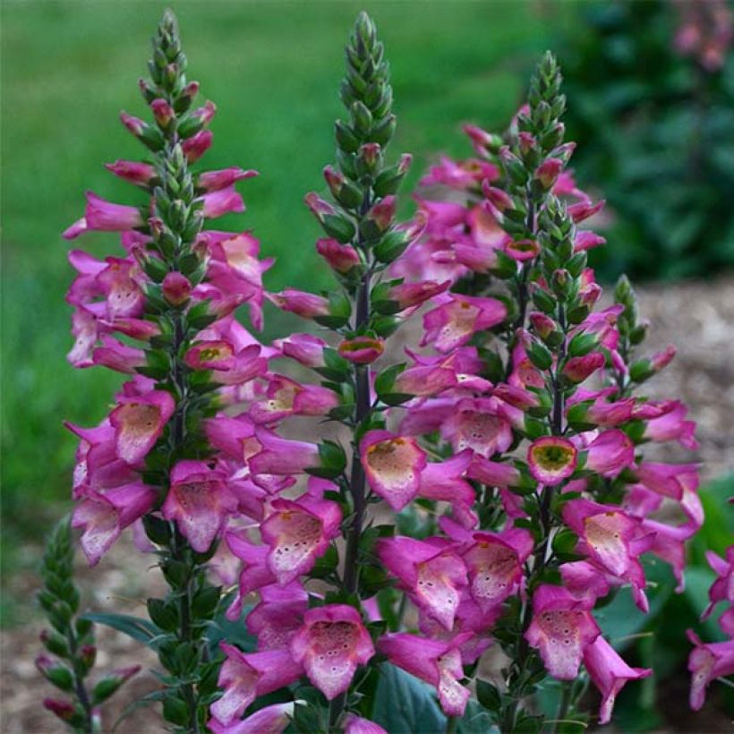 Digitalis Berry Canary - Digitale ibrido (Fioritura)