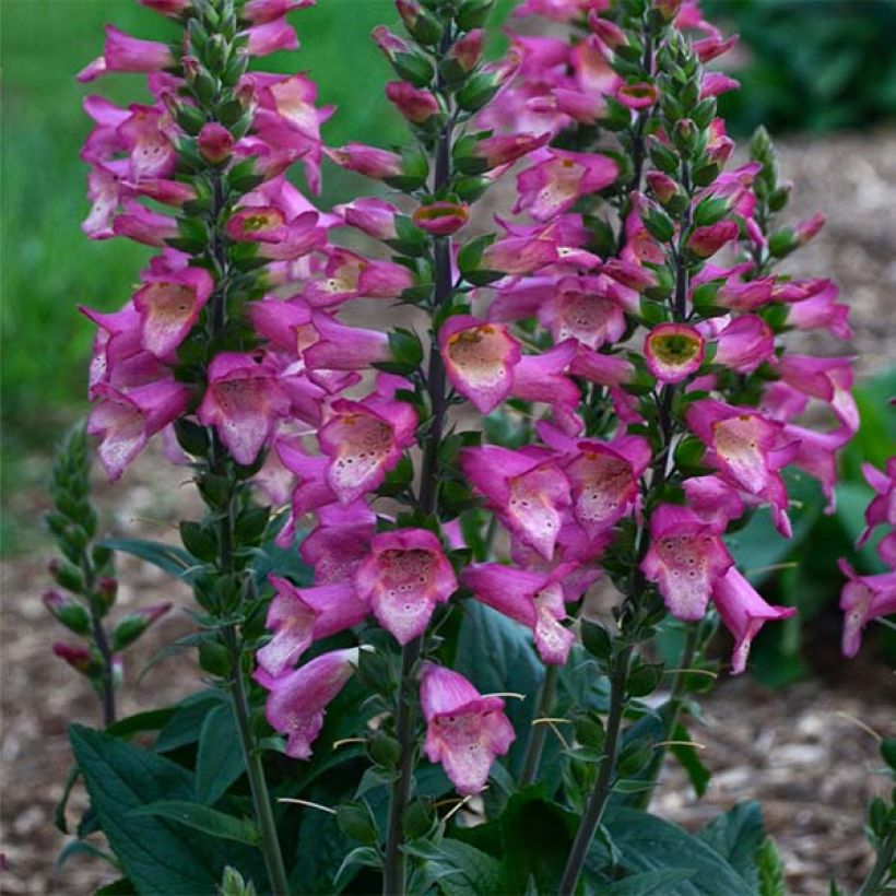 Digitalis Berry Canary - Digitale ibrido (Porto)