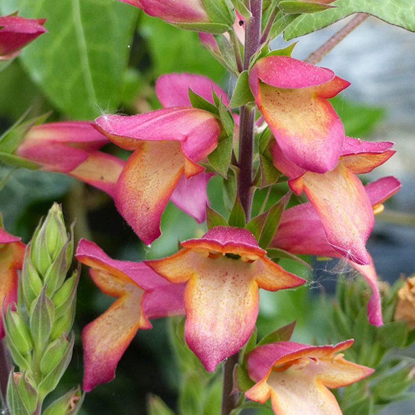 Digitalis Illumination Flame - Digitale ibrido (Fioritura)