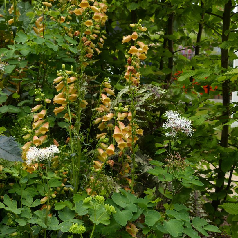 Digitalis Goldcrest - Digitale ibrido (Porto)