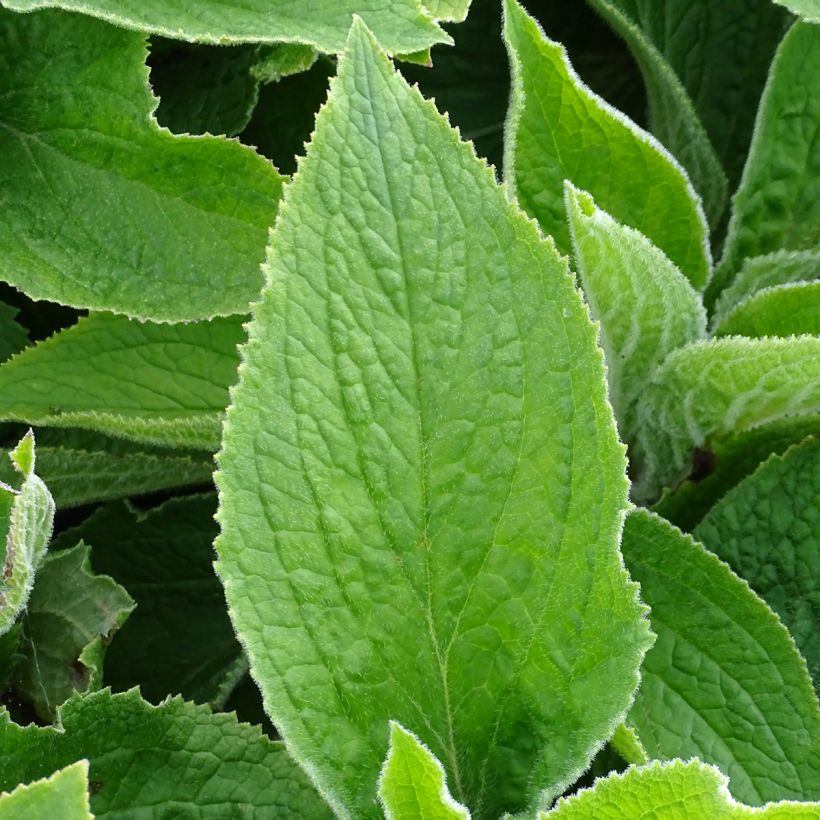 Digitalis mertonensis - Digitale (Fogliame)