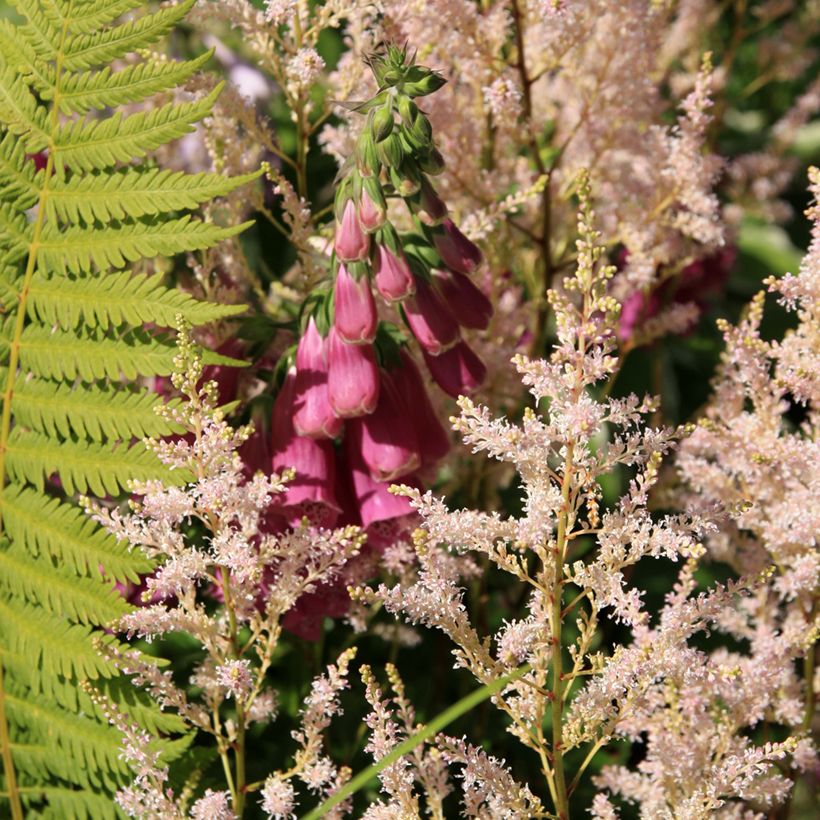 Digitalis purpurea Monstrosa - Digitale rossa (Porto)