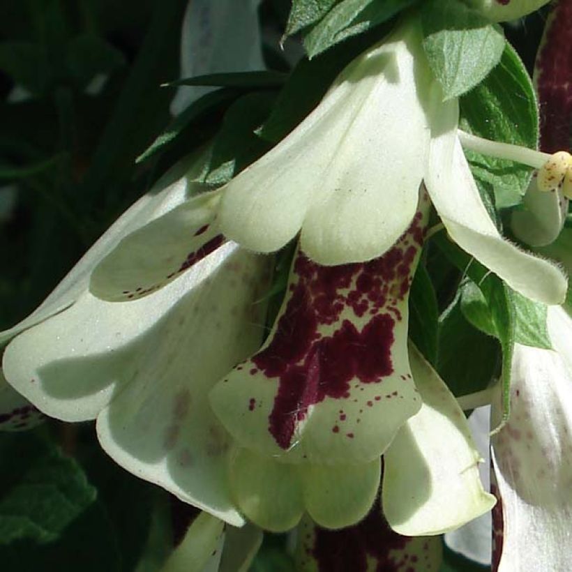 Digitalis purpurea Pam's Split - Digitale rossa (Fioritura)