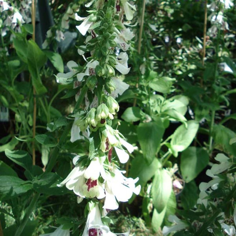 Digitalis purpurea Pam's Split - Digitale rossa (Porto)