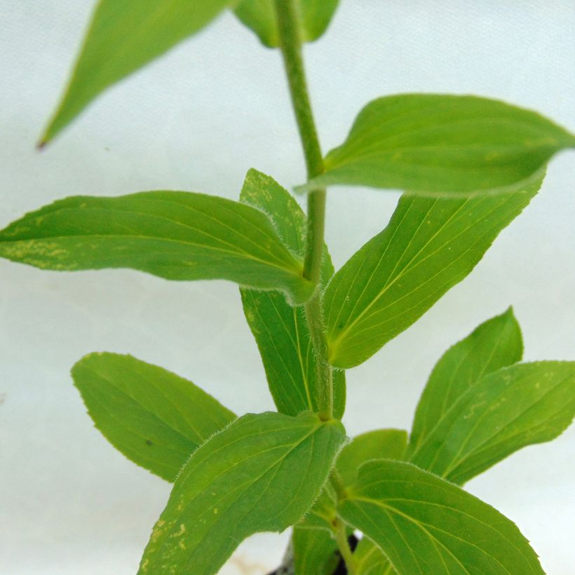 Digitalis grandiflora - Digitale gialla grande (Fogliame)