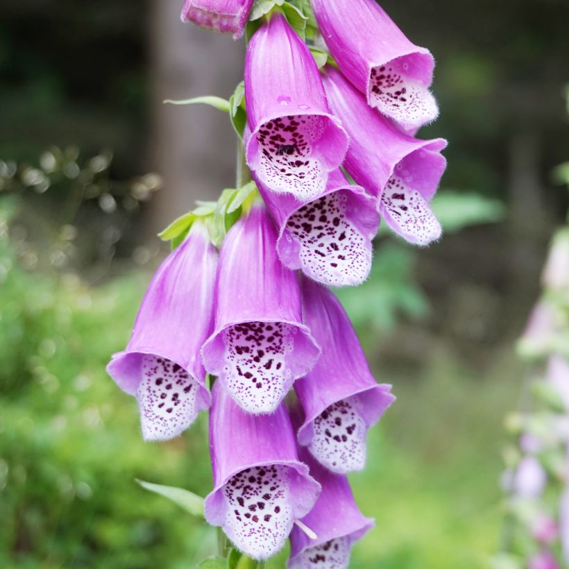 Digitalis purpurea - Digitale rossa (Fioritura)